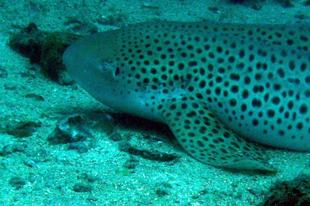 2007 - Shark Reef(12).jpg